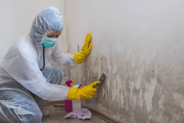 Best Emergency Mold Removal  in Peoria, AZ