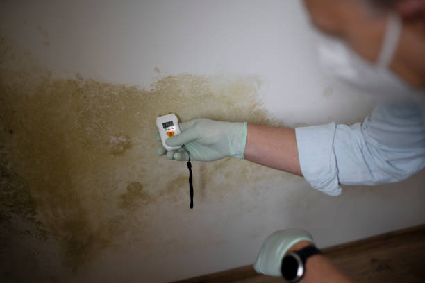 Best Toxic Mold Removal  in Peoria, AZ