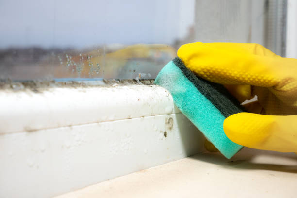 Best Mold Inspection  in Peoria, AZ